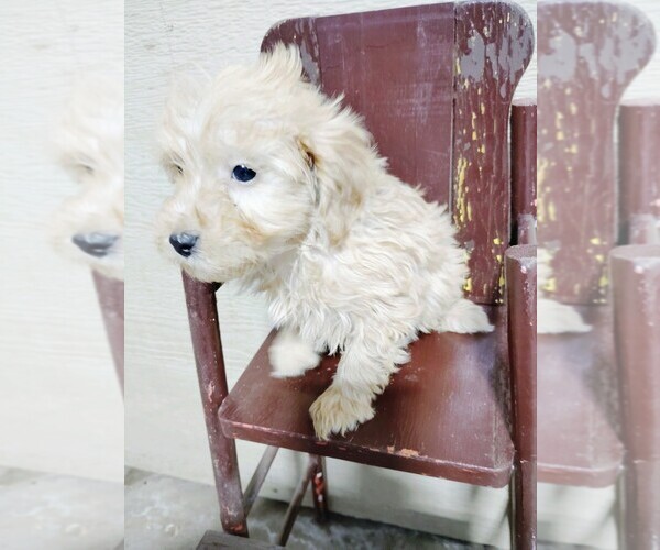 Medium Photo #5 Goldendoodle (Miniature) Puppy For Sale in HINCKLEY, MN, USA