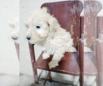Small #4 Goldendoodle (Miniature)