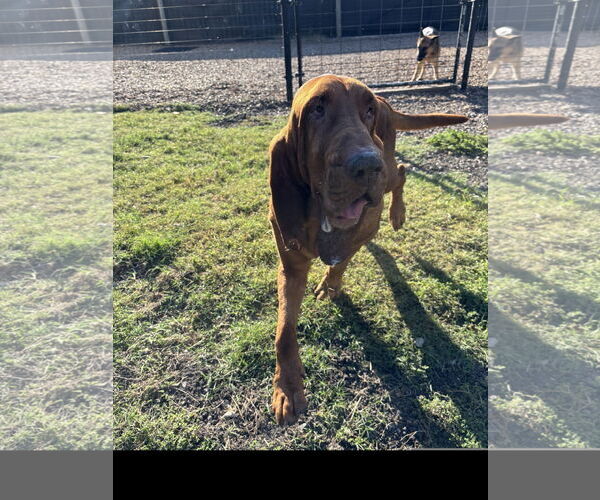 Medium Photo #1 Bloodhound Puppy For Sale in Denton, TX, USA