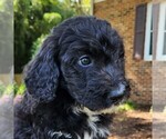 Small #2 F2 Aussiedoodle