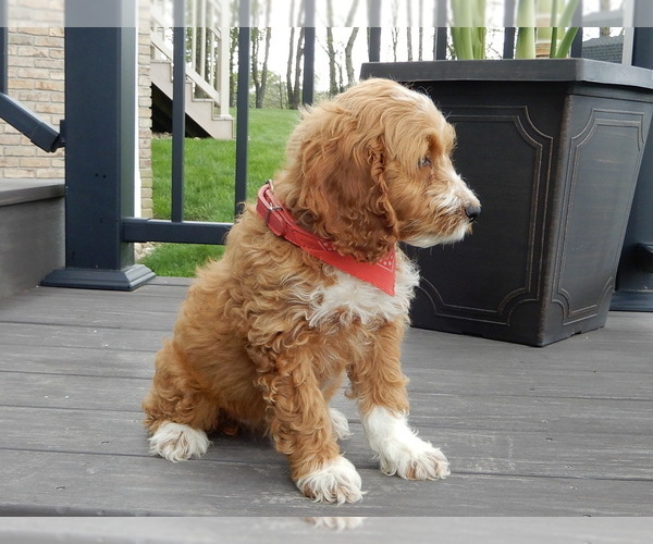 Medium Photo #5 Cockapoo Puppy For Sale in MILLERSBURG, OH, USA