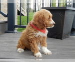 Small #4 Cockapoo