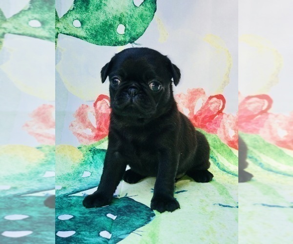 Medium Photo #11 Pug Puppy For Sale in CANTON, CT, USA