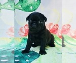 Small Photo #11 Pug Puppy For Sale in CANTON, CT, USA