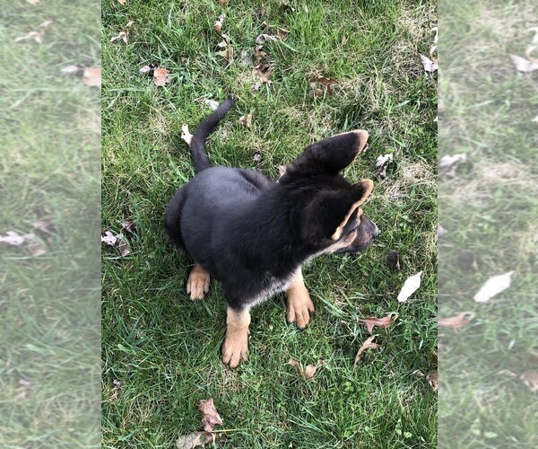 Medium Photo #5 German Shepherd Dog Puppy For Sale in OSTRANDER, OH, USA