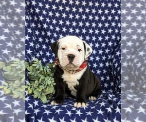 English Bulldog-Olde English Bulldogge Mix Puppy for sale in OXFORD, PA, USA