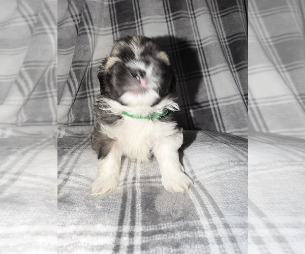 Medium Photo #6 Shih Tzu Puppy For Sale in GLENDALE HEIGHTS, IL, USA
