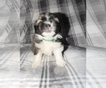 Small #5 Shih Tzu