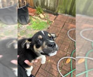 Rottweiler Dogs for adoption in Houston, TX, USA
