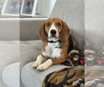 Small #2 Beagle