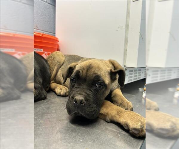 Medium Photo #1 Mastiff Puppy For Sale in Woodland, CA, USA