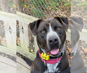Neil - Male Mutt Dog for Adoption - Photo #4