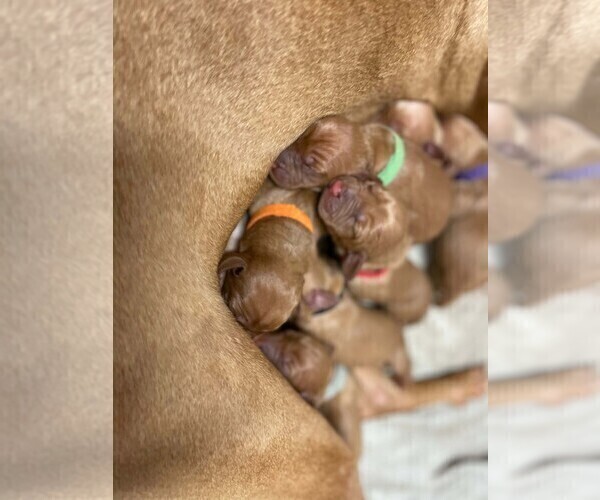 Medium Photo #4 Vizsla Puppy For Sale in GAITHERSBURG, MD, USA