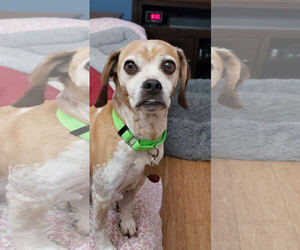 Eve - Female Puggle Dog for Adoption - Photo #2