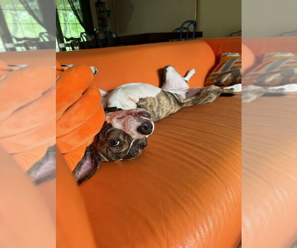 Medium Photo #10 Mutt Puppy For Sale in Elmsford, NY, USA