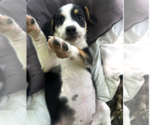 Small #1 Australian Shepherd Mix