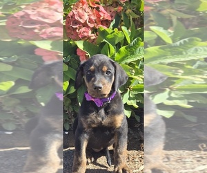 Medium Cane Corso-Doberman Pinscher Mix