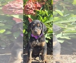 Puppy Flower Cane Corso-Doberman Pinscher Mix