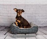 Small #3 Miniature Pinscher Mix