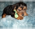 Image preview for Ad Listing. Nickname: YORKIES