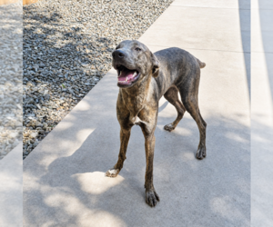 Greyhound-Unknown Mix Dogs for adoption in Thomasville, NC, USA