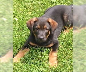 Labrador Retriever-Unknown Mix Dogs for adoption in Mount Airy, NC, USA