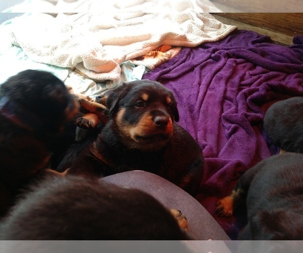 Medium Photo #20 Rottweiler Puppy For Sale in NIPOMO, CA, USA