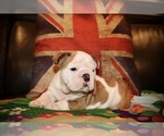 Small #3 English Bulldog