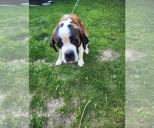Saint Bernard Puppy for sale in DECATUR, IL, USA