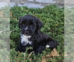 Small Photo #14 Tibetan Terrier Puppy For Sale in WATERLOO, NY, USA