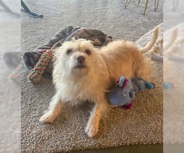 Medium Photo #3 Cairn Terrier-Unknown Mix Puppy For Sale in Bellevue, WA, USA