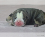 Puppy Frank Bulldog