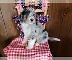 Small Photo #8 Bernedoodle (Miniature) Puppy For Sale in BLACK FOREST, CO, USA