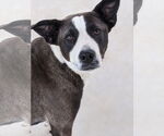 Small #1 Collie Mix