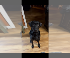 Mother of the Labrador Retriever puppies born on 07/02/2025
