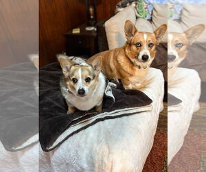 Pembroke Welsh Corgi Dogs for adoption in Denver , CO, USA