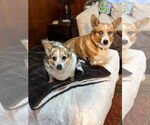 Small Pembroke Welsh Corgi