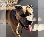 Small #1 American Pit Bull Terrier-American Staffordshire Terrier Mix