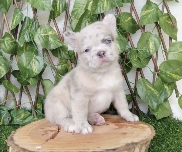 Medium Photo #2 French Bulldog Puppy For Sale in RUTHERFORD, NJ, USA