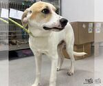 Small #1 Labrador Retriever-Retriever  Mix