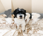 Small #4 Shih Tzu Mix