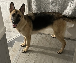Mother of the German Shepherd Dog puppies born on 04/01/2023