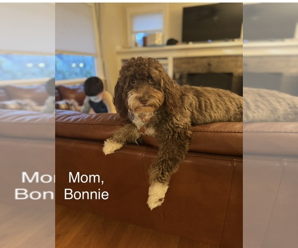 Medium Photo #1 Aussiedoodle Miniature -Goldendoodle Mix Puppy For Sale in VICTORIA, TX, USA