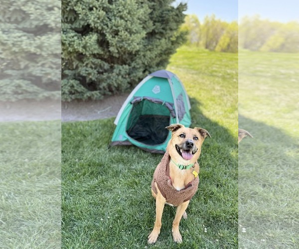 Medium Photo #25 Mutt Puppy For Sale in Sandy, UT, USA