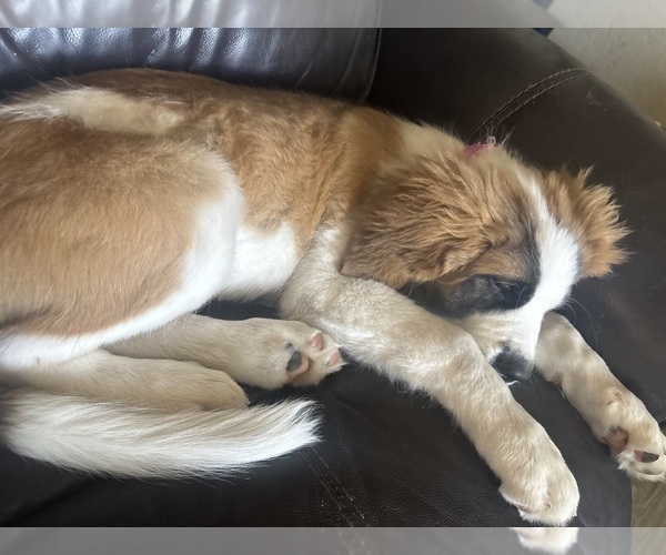 Medium Photo #3 Saint Bernard Puppy For Sale in ANAHEIM, CA, USA