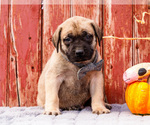 Puppy Banner Mastiff