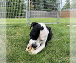Small #15 American Pit Bull Terrier Mix