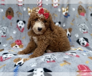 Goldendoodle (Miniature) Puppy for sale in LAKELAND, FL, USA