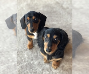 Dachshund Puppy for sale in UNION, WV, USA