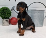 Small Photo #79 Doberman Pinscher Puppy For Sale in GOSHEN, IN, USA